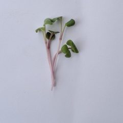 Mikro Radise, China Rose