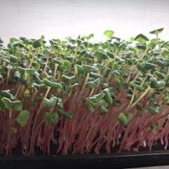 Mikro Radise Red Coral