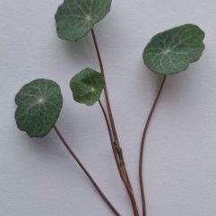 Mikro Tallerkensmækker