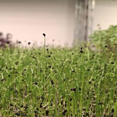 Mikro Kinesisk Purløg