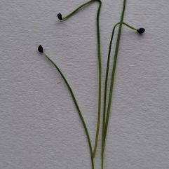 Mikro Kinesisk Purløg